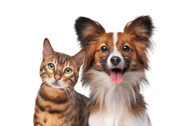 Radiestesia para Pets